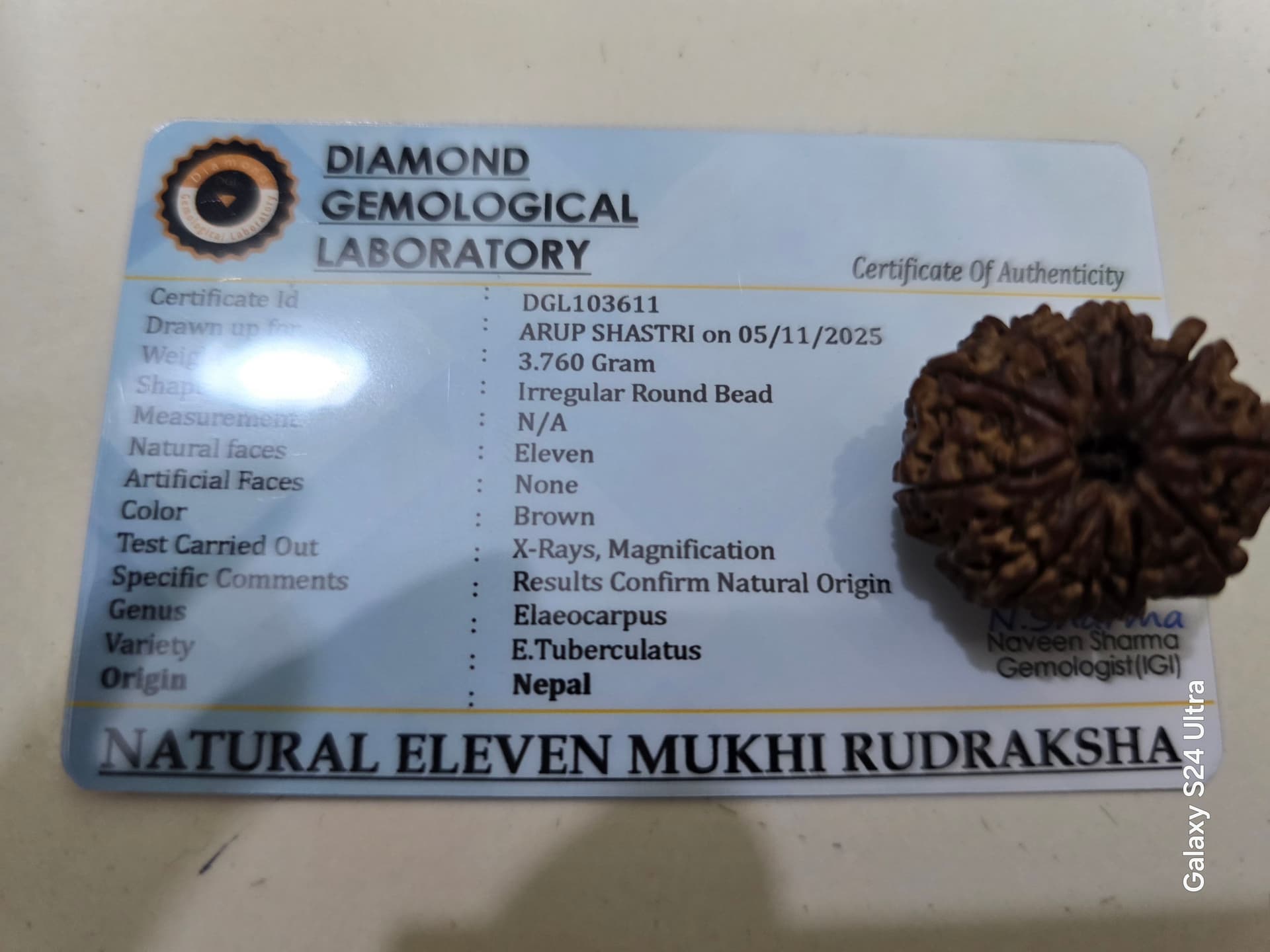 11 Mukhi Rudraksh