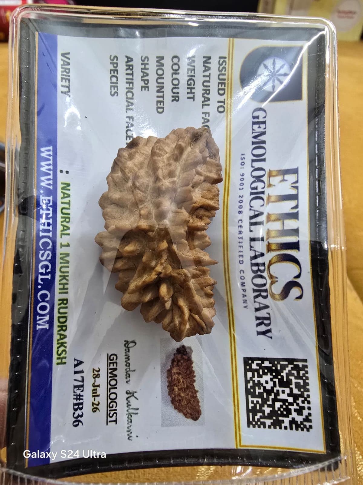 1 Mukhi Large Size Rudraksh