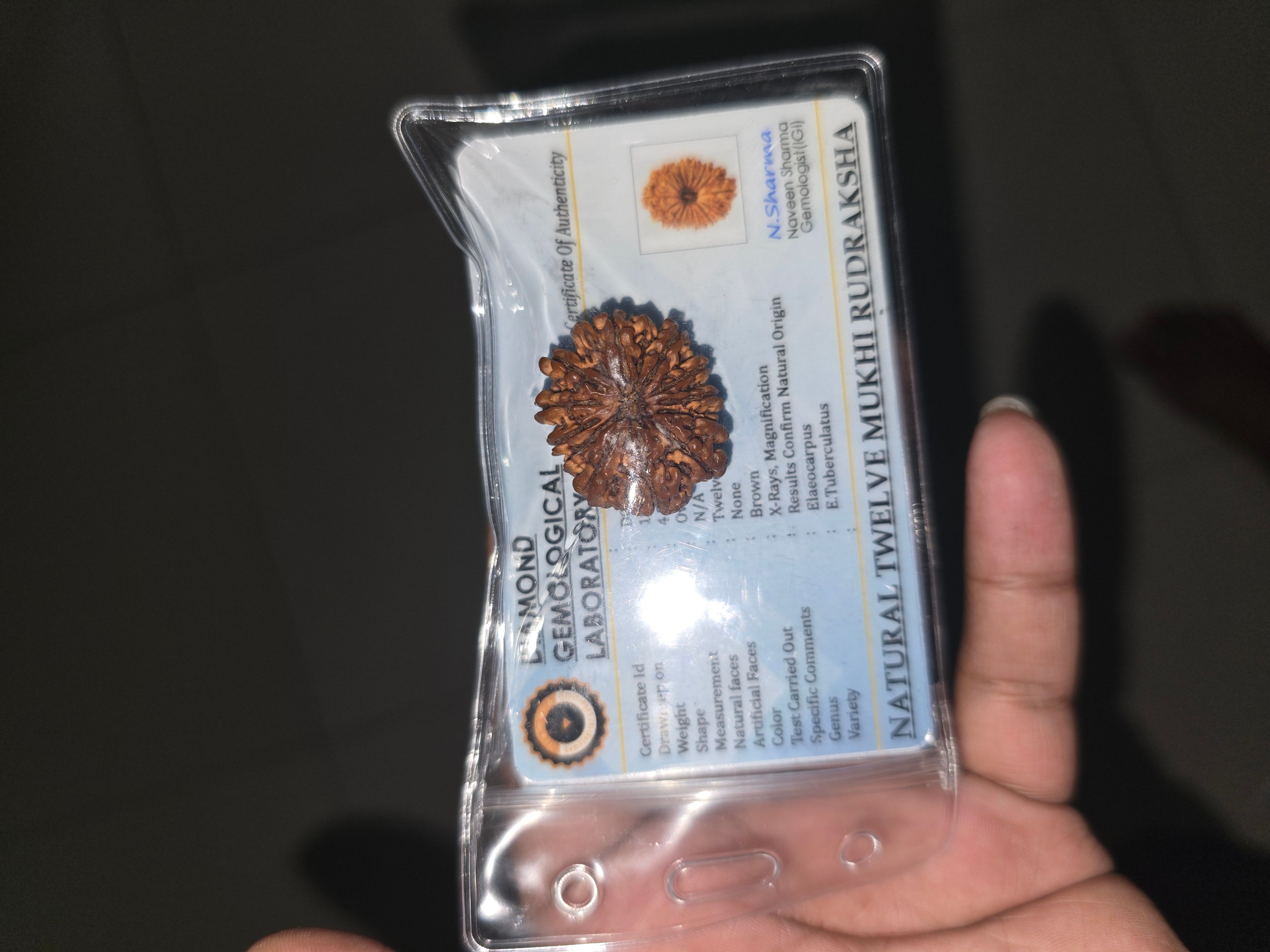 12 mukhi rudrakhs - Image 2